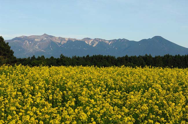 富良野