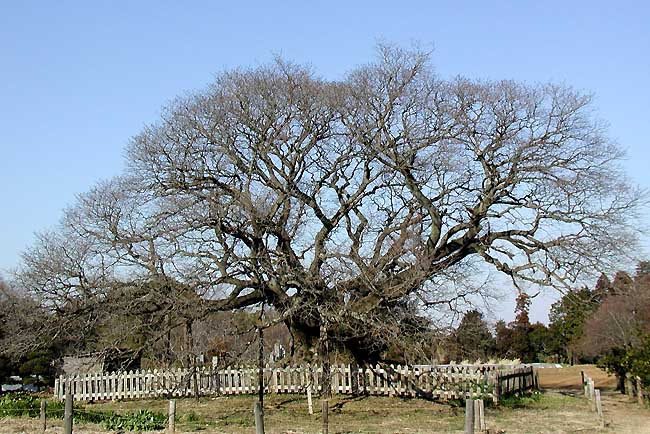 吉高の大桜冬