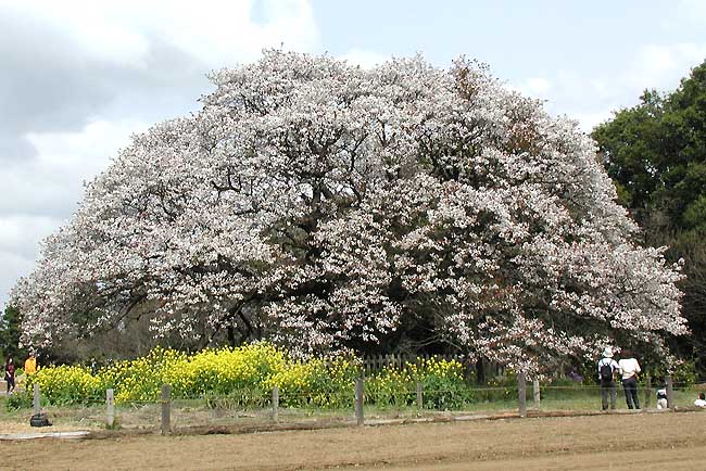 吉高の大桜春