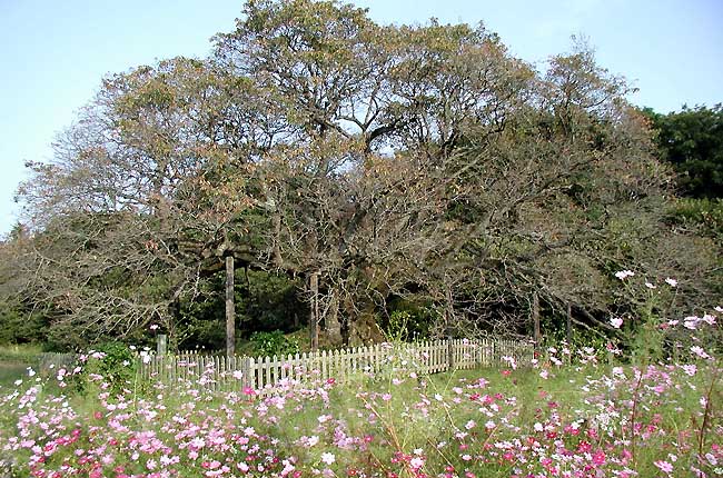 吉高の大桜秋