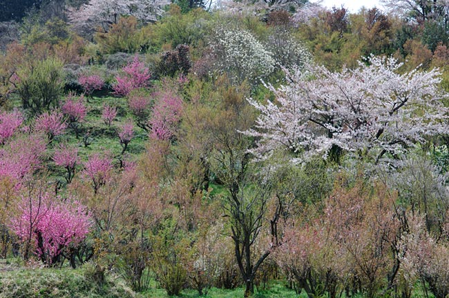 hanami