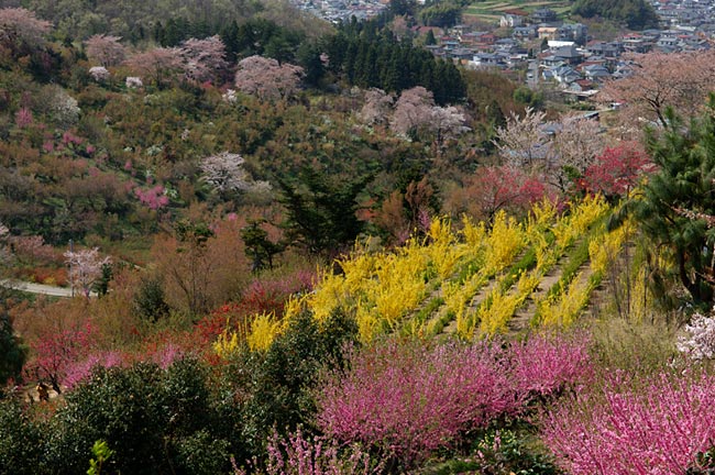 hanami