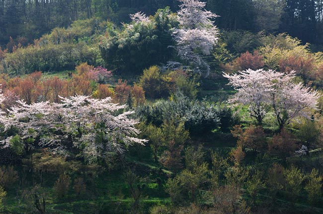 hanami