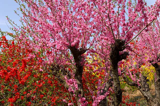 hanami