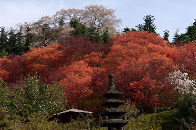 hanami