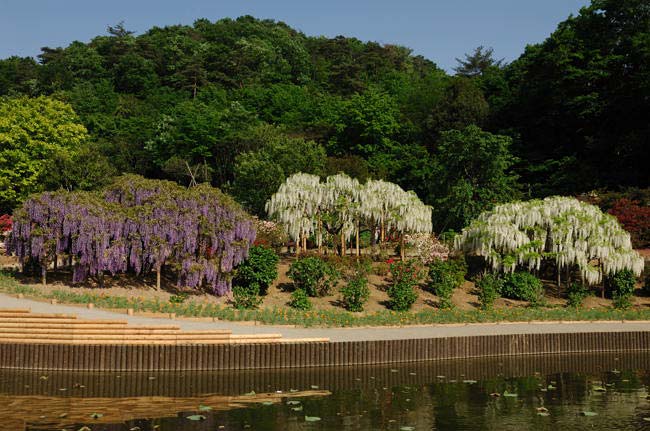 ashikaga