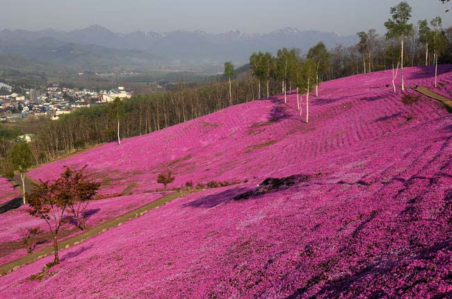 hanakaido