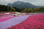 羊山公園