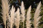 小石川植物園