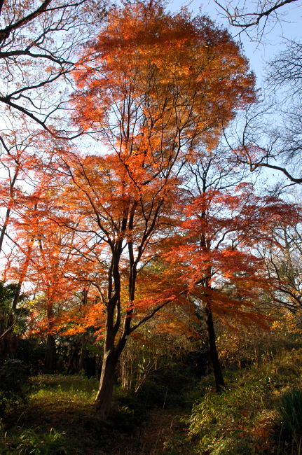 植物園