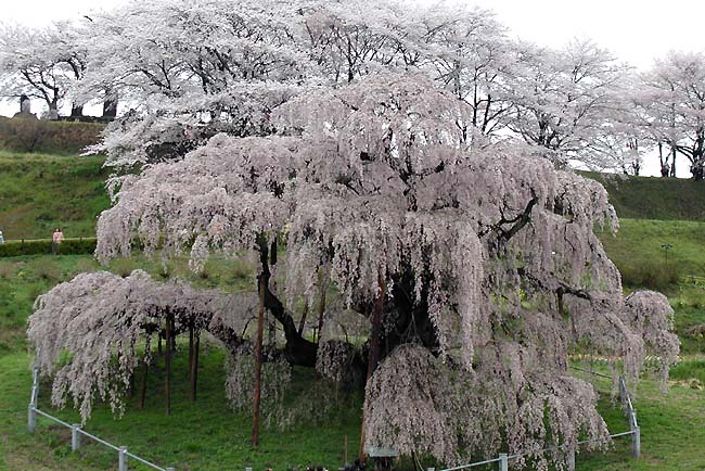 滝桜