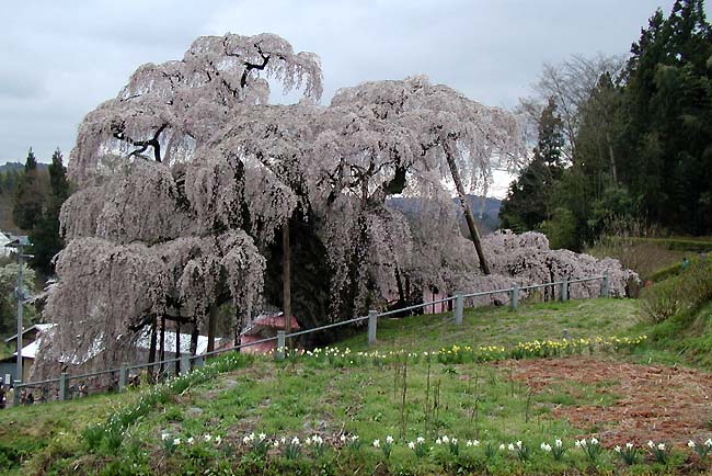 滝桜