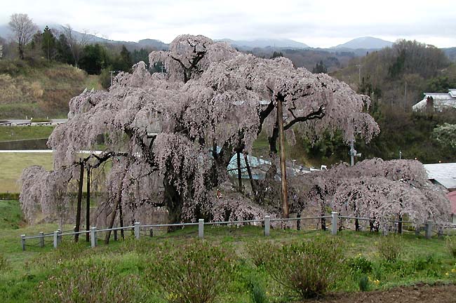 滝桜