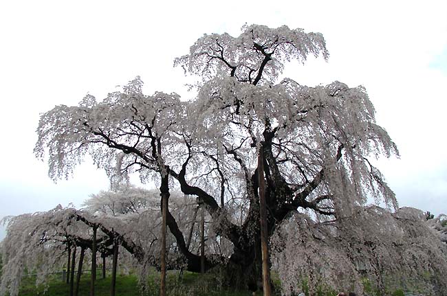 滝桜