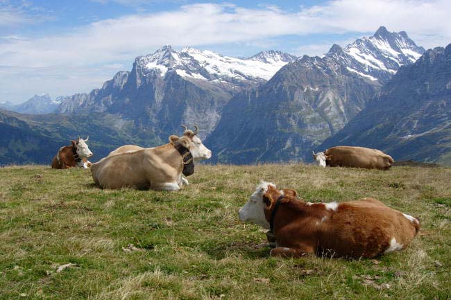 Grindelwald