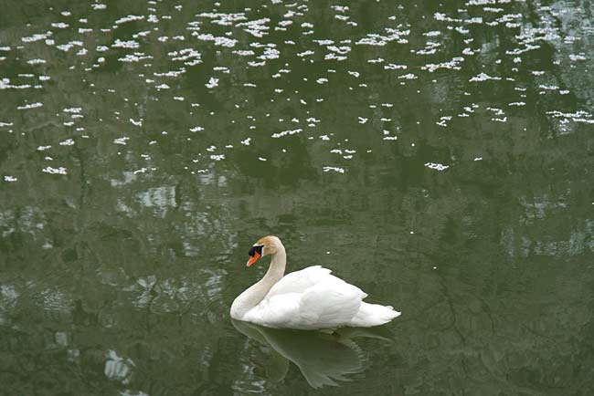 hirosaki