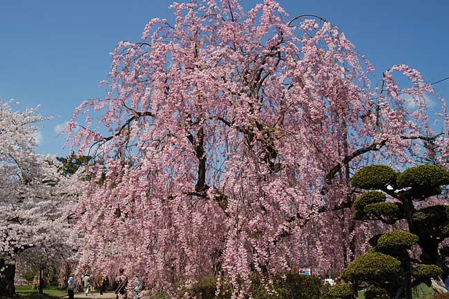 hirosaki