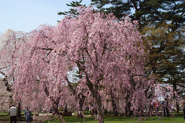 hirosaki