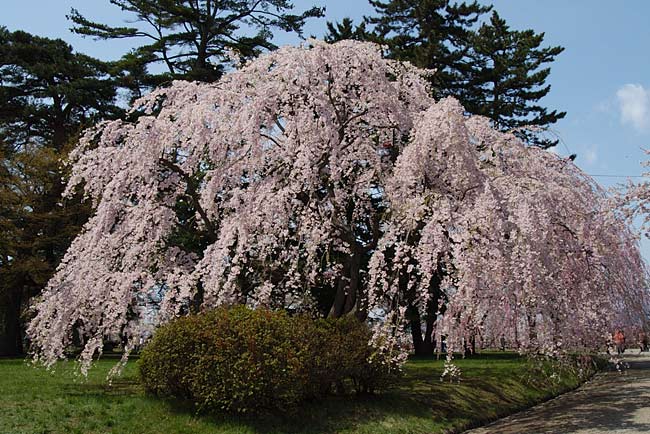 hirosaki