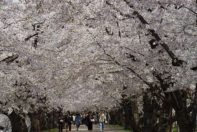 hirosaki