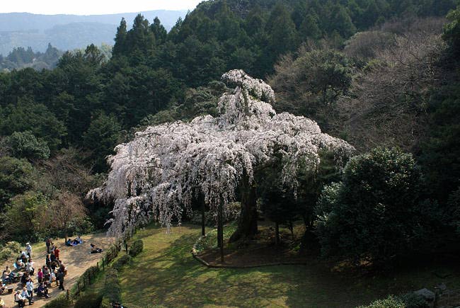 odawara