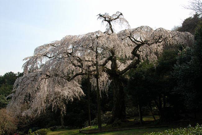 odawara