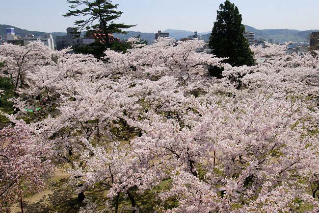 morioka