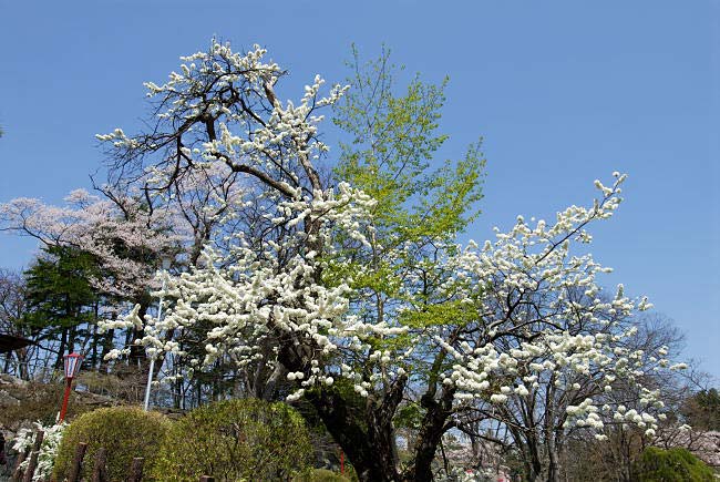 morioka