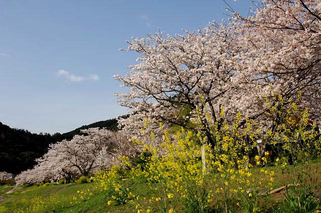 kintaikyo