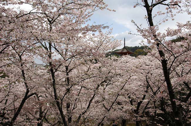 miyajima