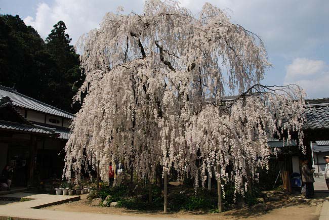 oonoji