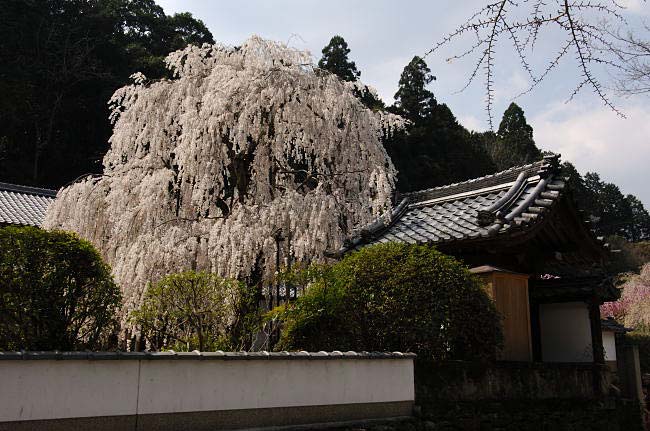 oonoji