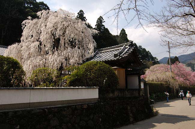 oonoji