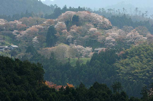 yosinoyama