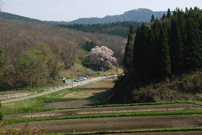 koshidai