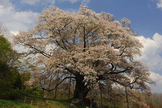 koshidai