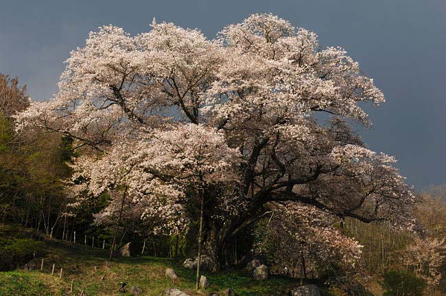 koshidai