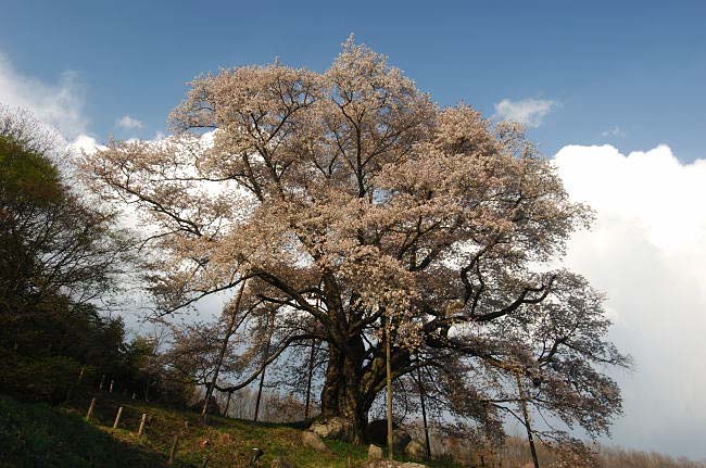 koshidai