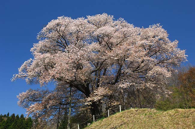 koshidai