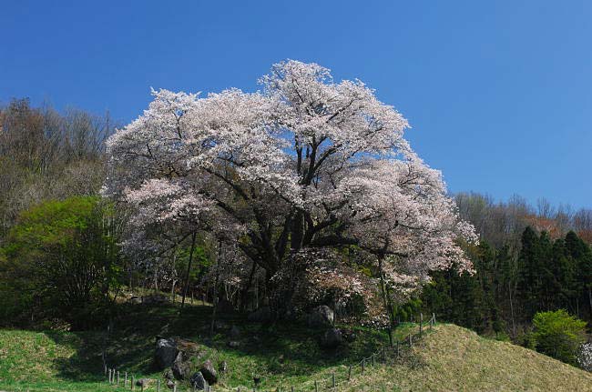 koshidai