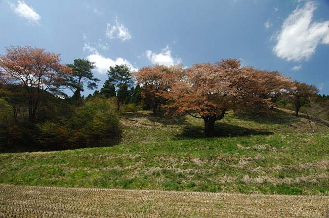 koshidai