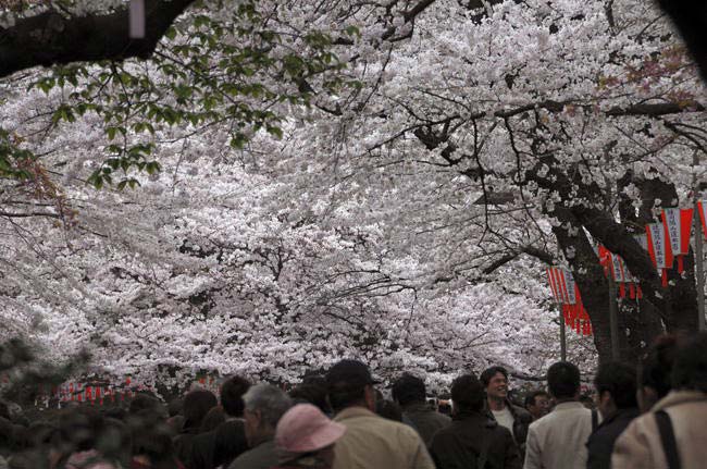 tokyoo