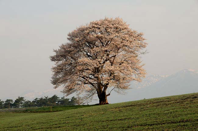 koiwai