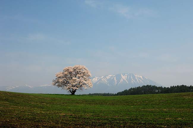 koiwai