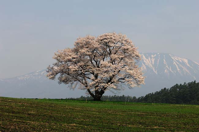 koiwai