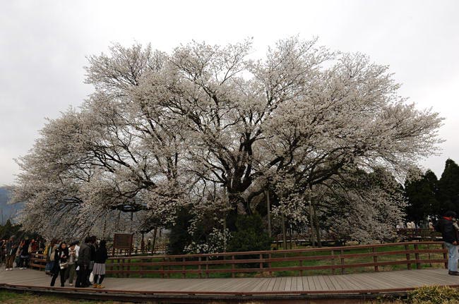 kumamoto