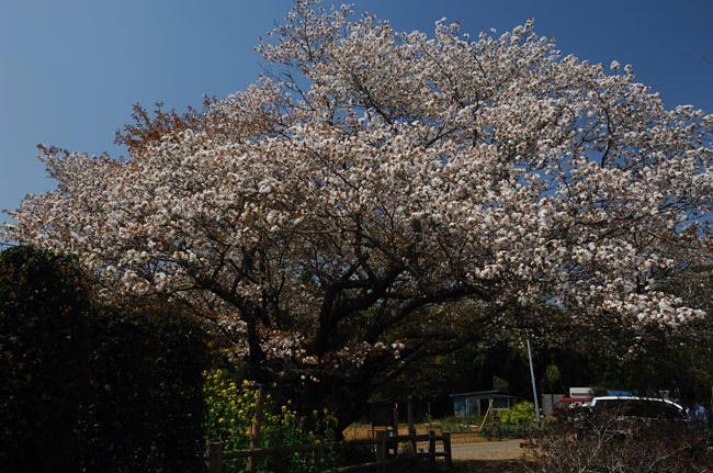 黄門様の桜