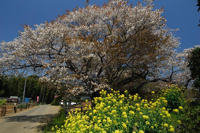 黄門様の桜
