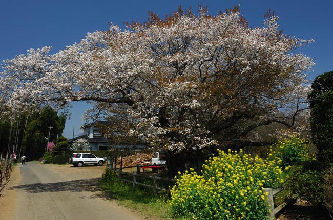 黄門様の桜