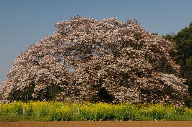 吉高の大桜
